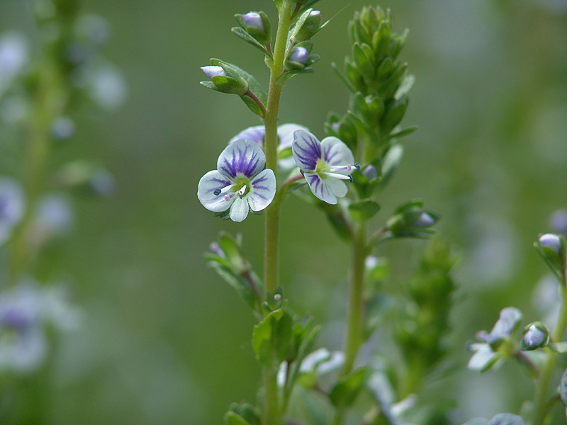 Image of Veronica serpyllifolia specimen.
