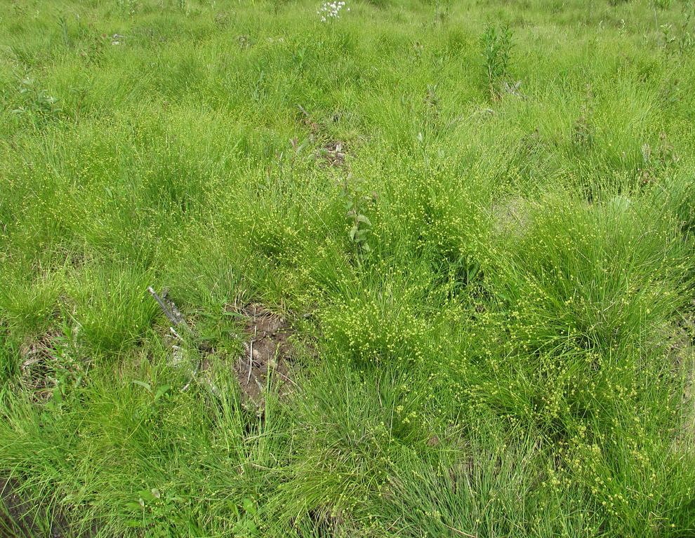 Image of Carex loliacea specimen.