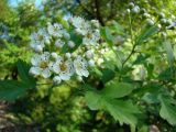 род Crataegus