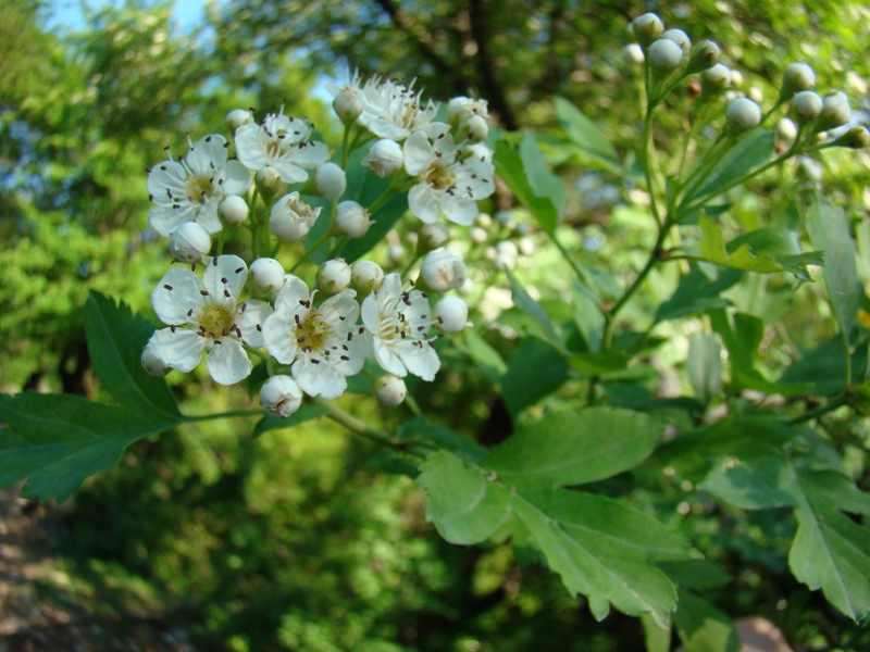 Изображение особи род Crataegus.