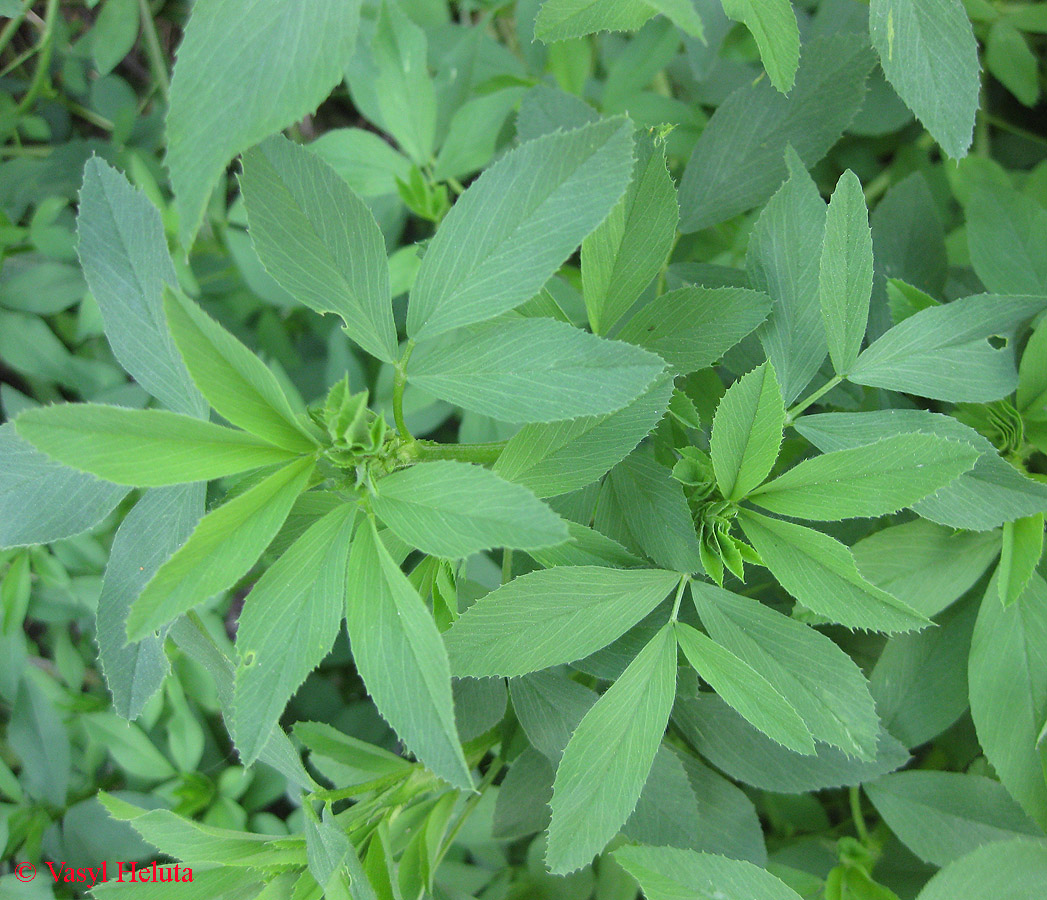 Image of Medicago sativa specimen.