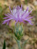 Centaurea stankovii. Соцветие с аномально развитыми придатками листочков обертки. Крым, окр. Ялты, заповедник \"Мыс Мартьян\". 12 августа 2011 г.