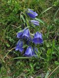 Campanula alpina. Цветущее растение. Украина, Закарпатская обл., Раховский р-н, субальпийский луг, 1900 м н.у.м. 15 июля 2008 г.