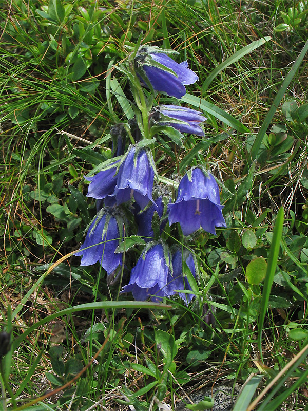 Изображение особи Campanula alpina.