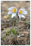 Pulsatilla patens. Цветущее растение. Республика Татарстан, г. Казань. 06.05.2007.