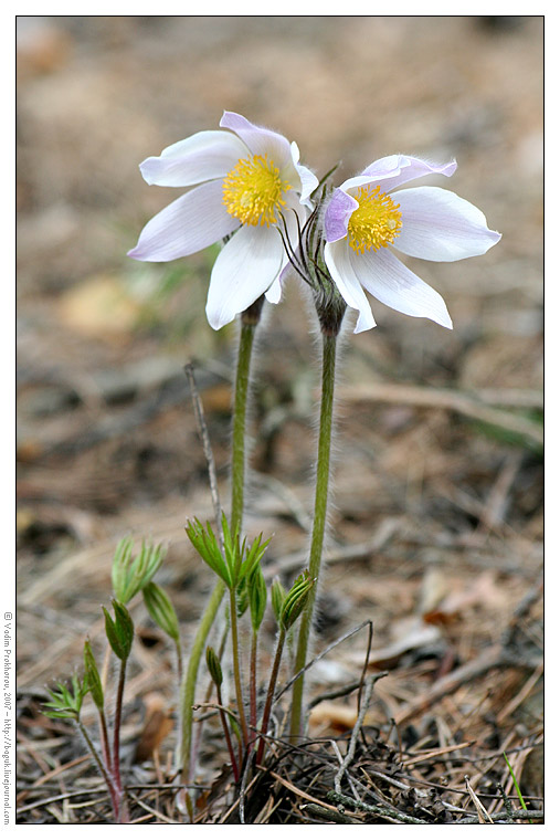 Изображение особи Pulsatilla patens.