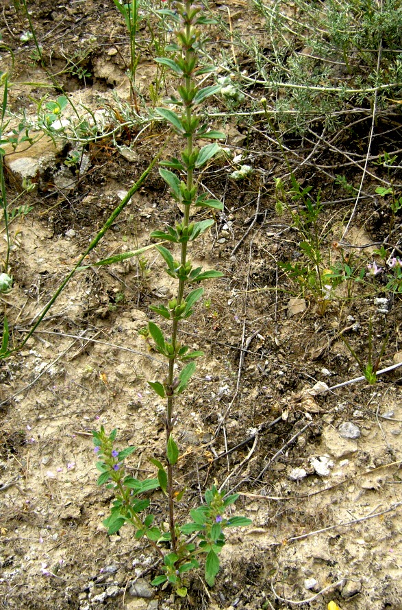 Image of Lallemantia royleana specimen.