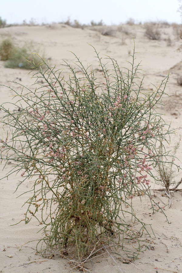 Image of Halothamnus subaphyllus specimen.