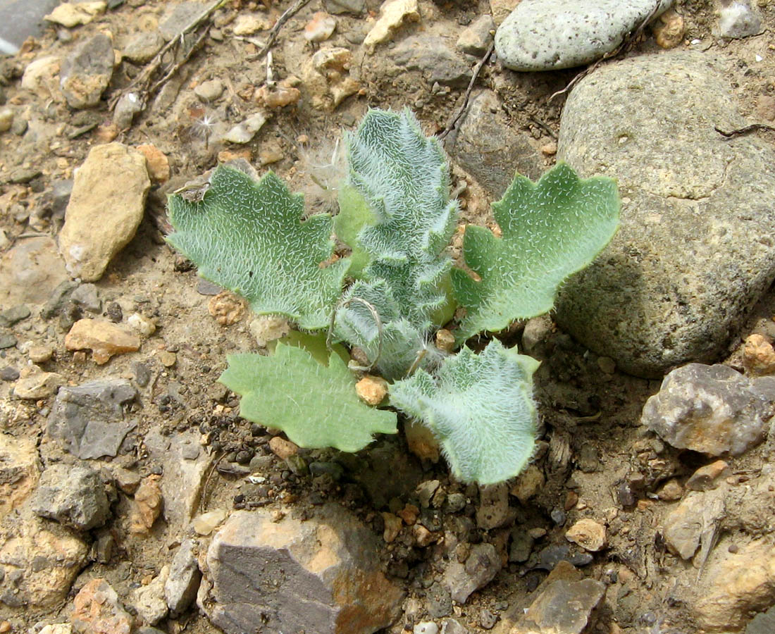 Изображение особи Glaucium flavum.