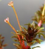 Hydrilla verticillata