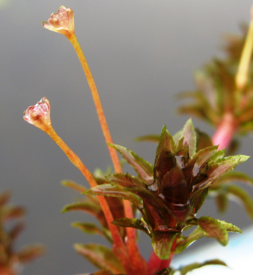 Image of Hydrilla verticillata specimen.