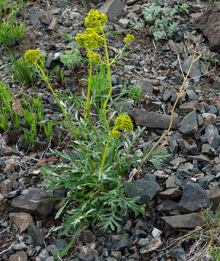 Image of Patrinia intermedia specimen.