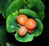 Lonicera caprifolium