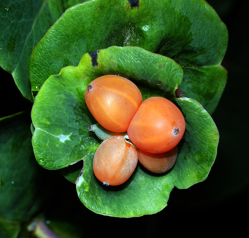 Изображение особи Lonicera caprifolium.