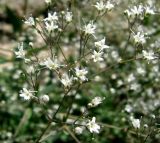 Gypsophila bicolor