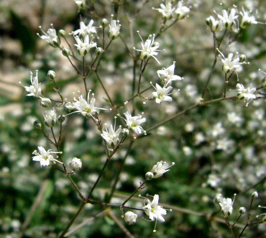 Image of Gypsophila bicolor specimen.