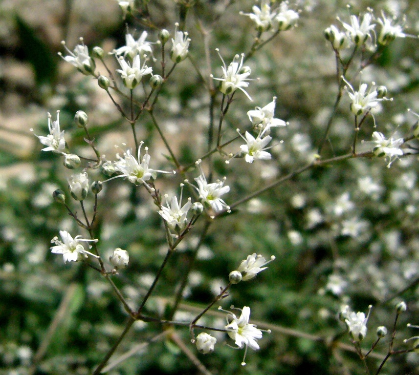 Изображение особи Gypsophila bicolor.