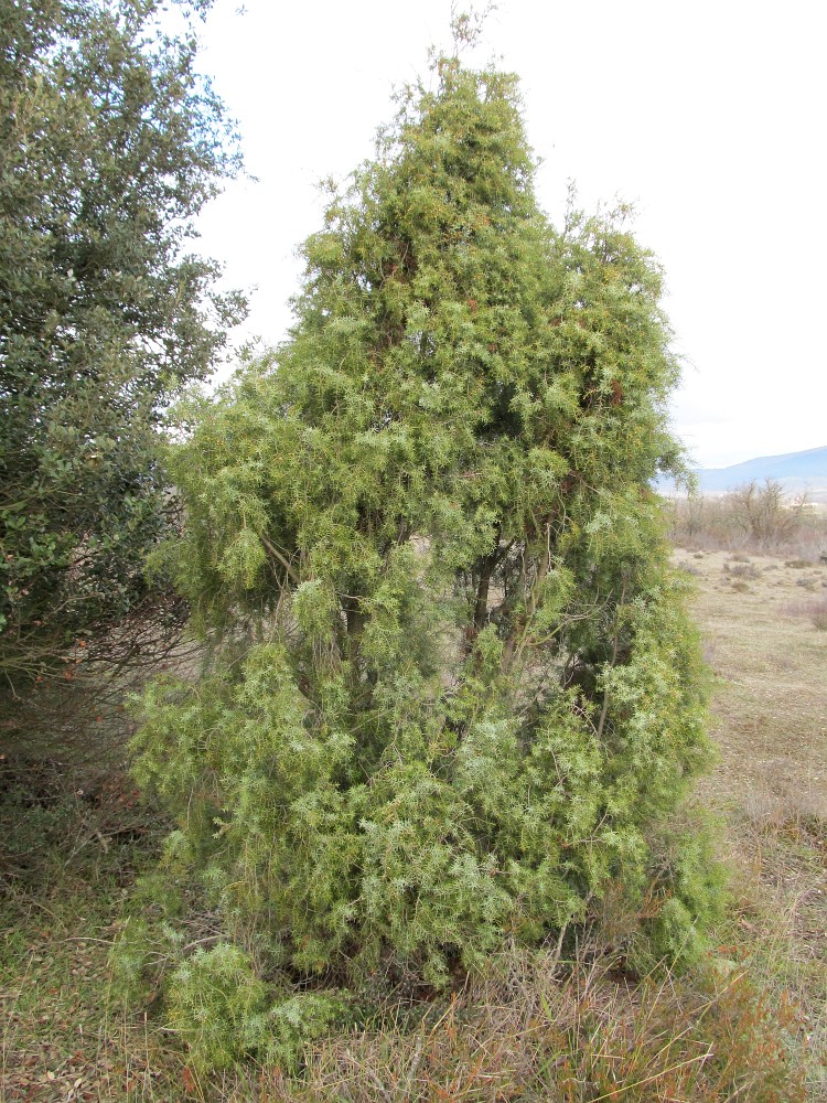 Изображение особи Juniperus oxycedrus.