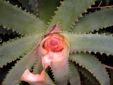 Aloe arborescens