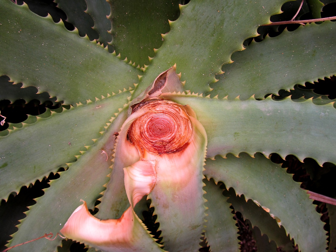 Image of Aloe arborescens specimen.