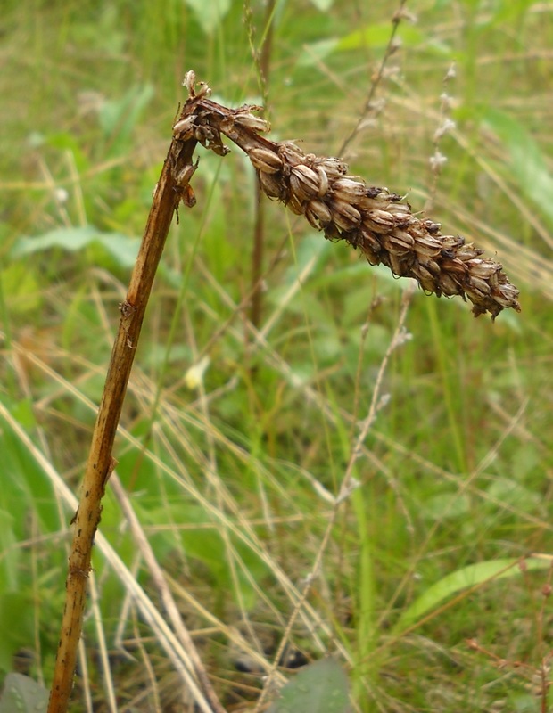 Изображение особи Pseudorchis albida.