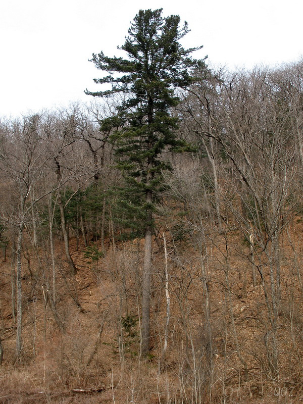 Image of Pinus koraiensis specimen.