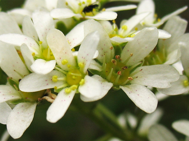 Изображение особи Saxifraga paniculata.