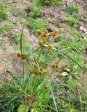 Cyperus glomeratus. Цветущее растение. Астраханская обл., Енотаевский р-н, песчаные наносы по берегу Волги напротив с. Замьяны. 27.08.2009.