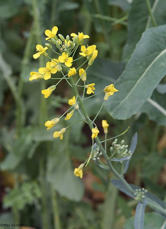 Изображение особи Brassica napus.