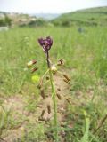 Image of taxon representative. Author is Сергей Банкетов