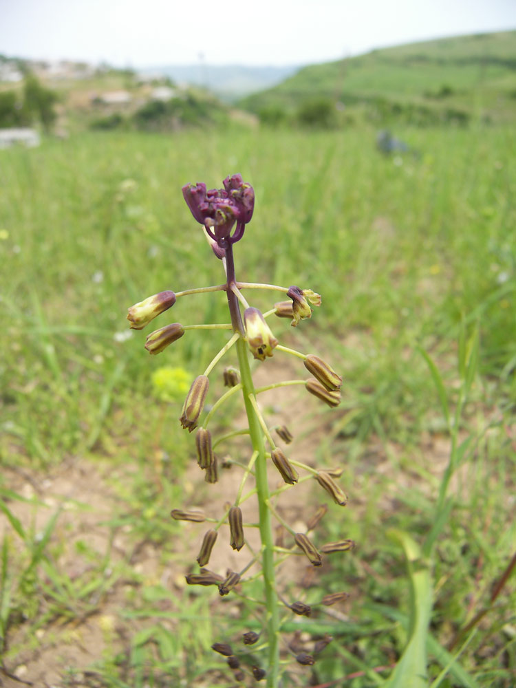 Image of Bellevalia zygomorpha specimen.