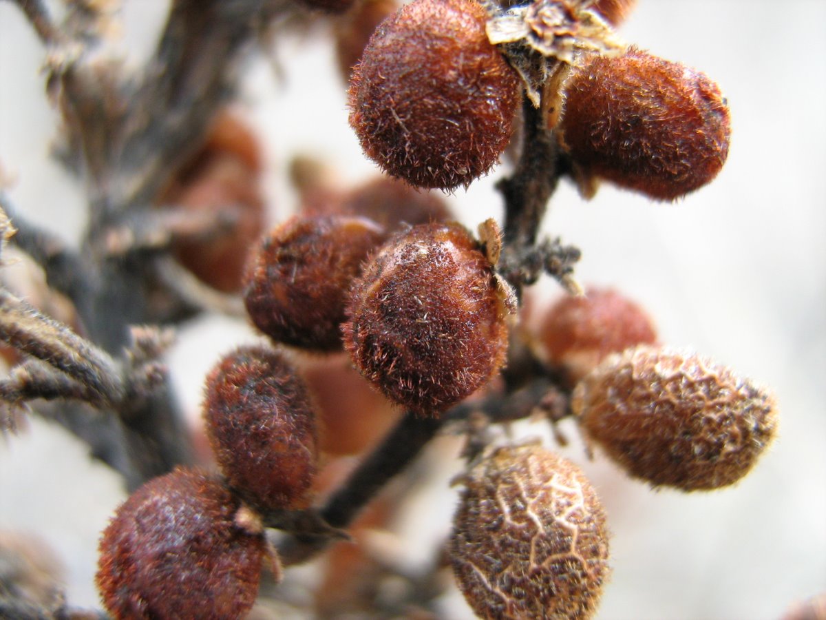 Image of Rhus coriaria specimen.