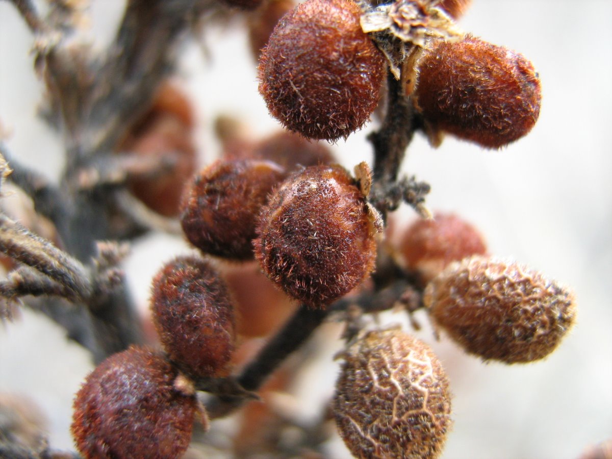 Изображение особи Rhus coriaria.