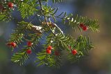 Taxus cuspidata. Ветвь с семенами. Южное Приморье, Борисовское плато, заказник \"Леопардовый\", р. Борисовка. 10.10.2011.