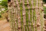 Ceiba speciosa