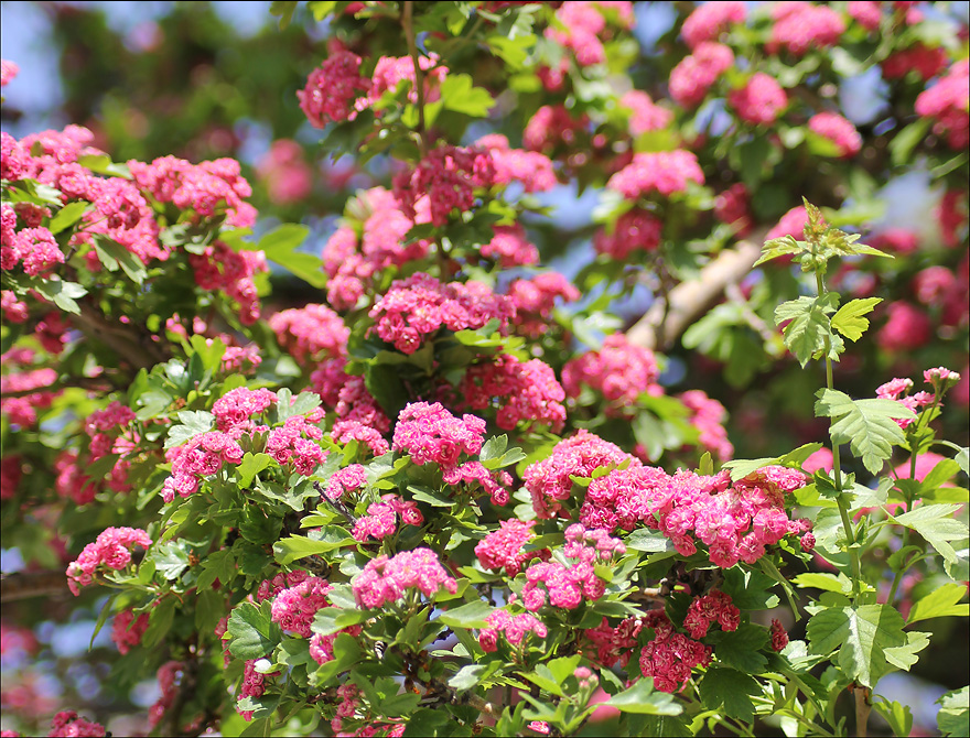 Image of Crataegus × media specimen.