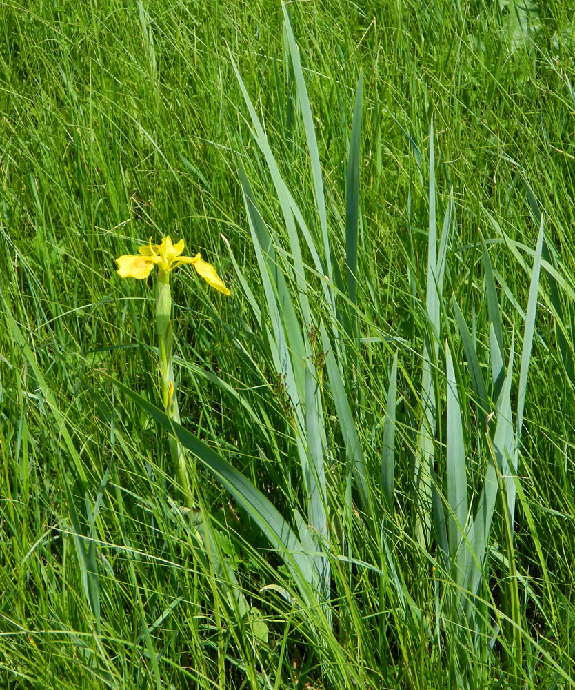 Изображение особи Iris pseudacorus.