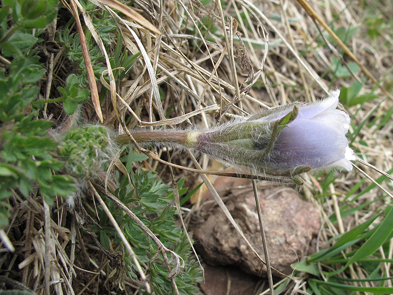 Изображение особи Pulsatilla violacea.