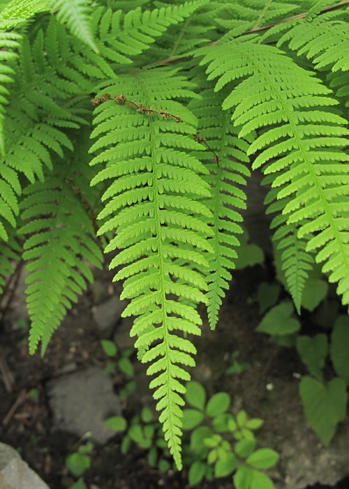 Image of Athyrium sinense specimen.