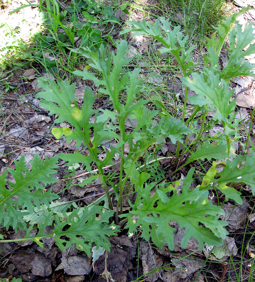 Изображение особи Senecio borysthenicus.