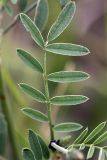 genus Onobrychis