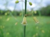 Asparagus officinalis