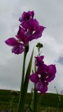 Gladiolus tenuis