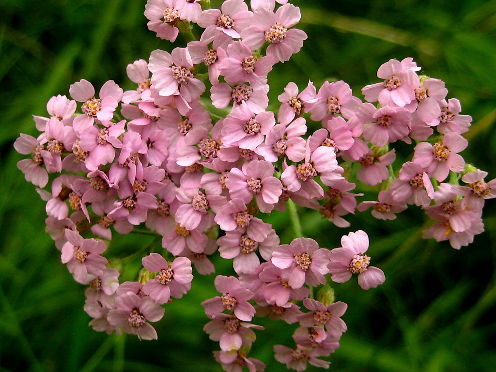 Image of Achillea millefolium specimen.