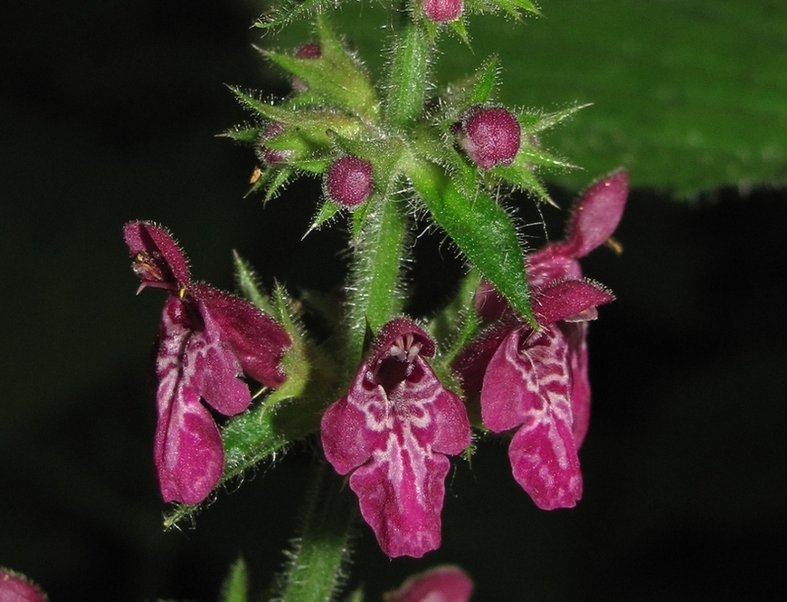 Image of Stachys sylvatica specimen.