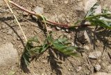 Potentilla semilaciniosa