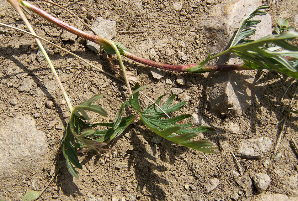 Изображение особи Potentilla semilaciniosa.