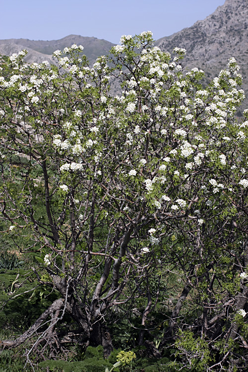 Image of Pyrus regelii specimen.