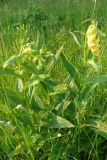 Digitalis grandiflora