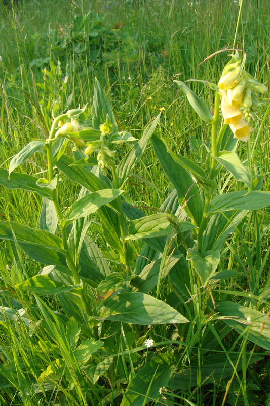 Изображение особи Digitalis grandiflora.